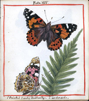 Madeline Pasley Butterfly