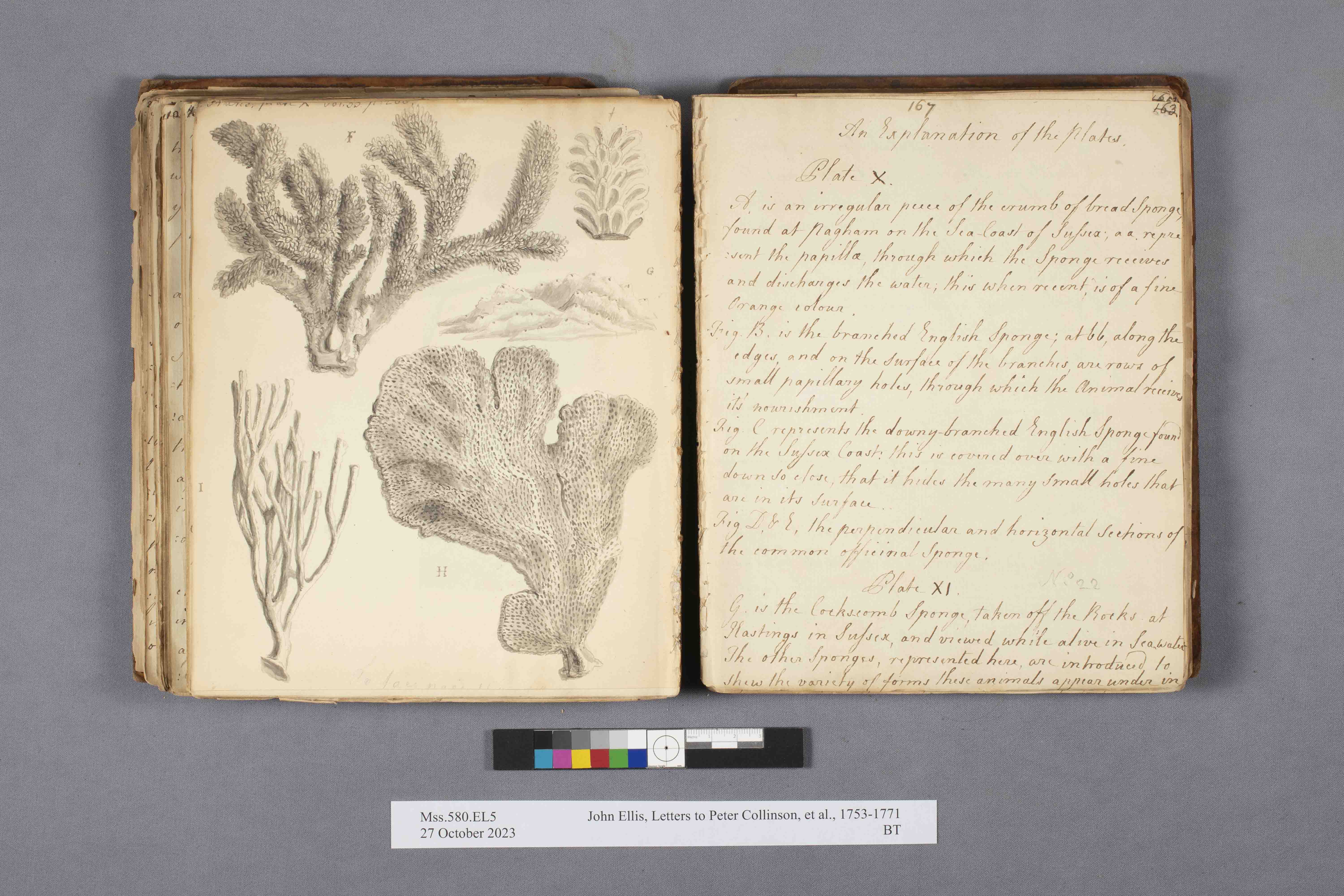 photo of open manuscript book with drawing of sponges on left and writing on right