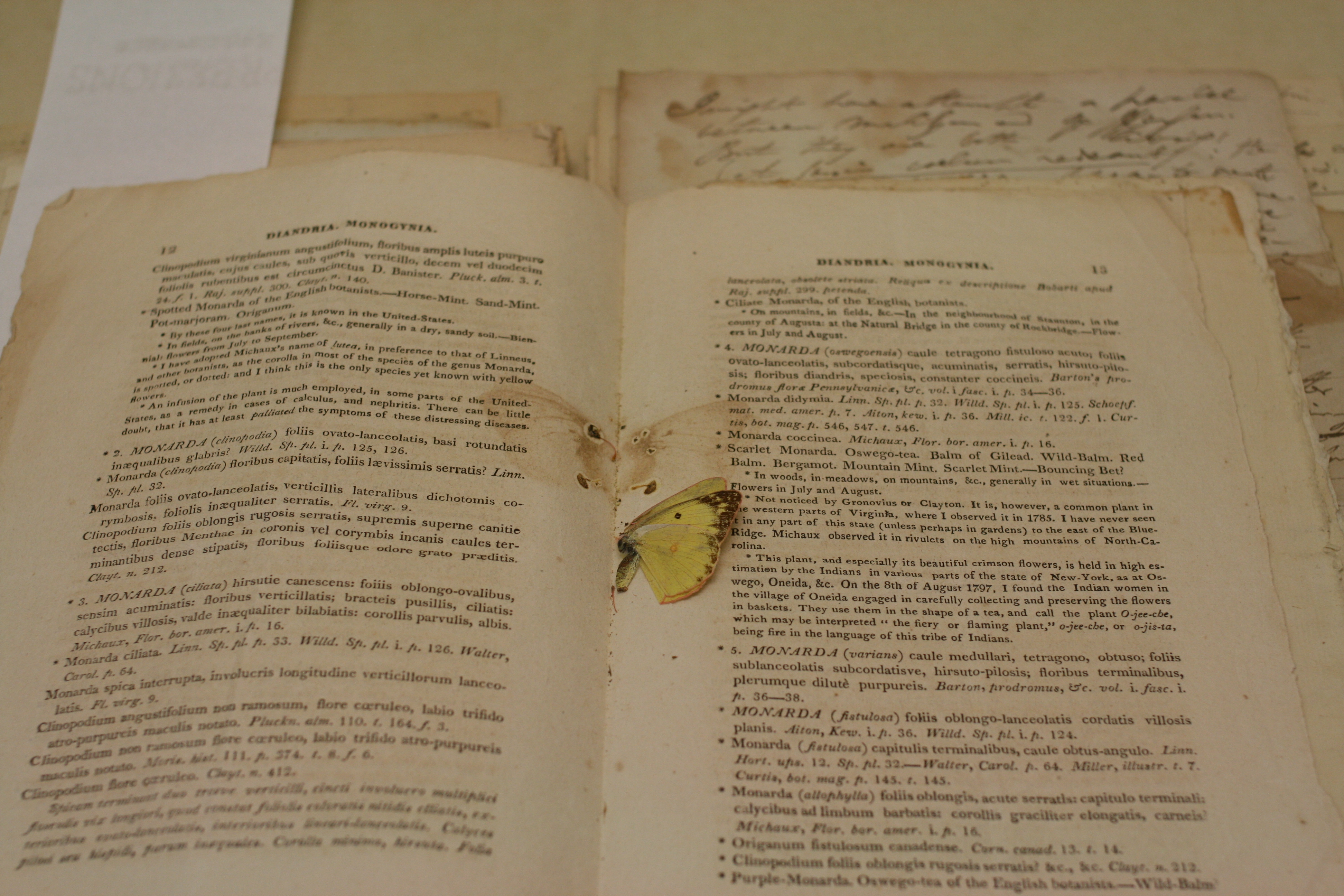 wide image of yellow butterfly in book
