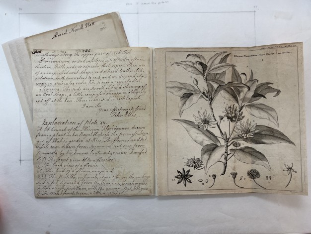 photo of manuscript with text on left and botanical drawing on right
