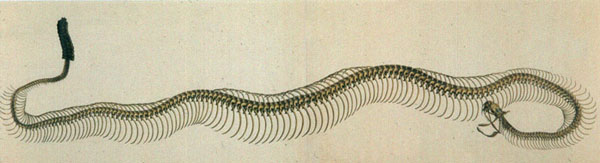 Sketch of a rattlesnake skeleton, by Benjamin Smith Barton