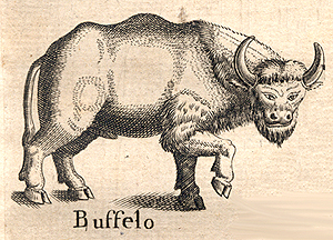 Buffelo
