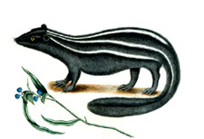 Polecat