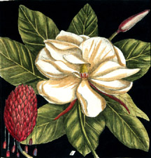 Magnolia