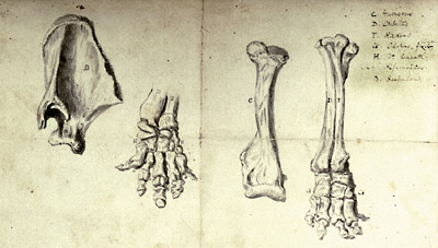 Feet of the Newburgh mastodon