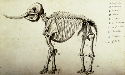 Rembrandt Peale's illustration of the Newburgh mastodon, 1801