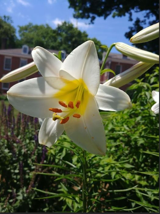 photo of white lily