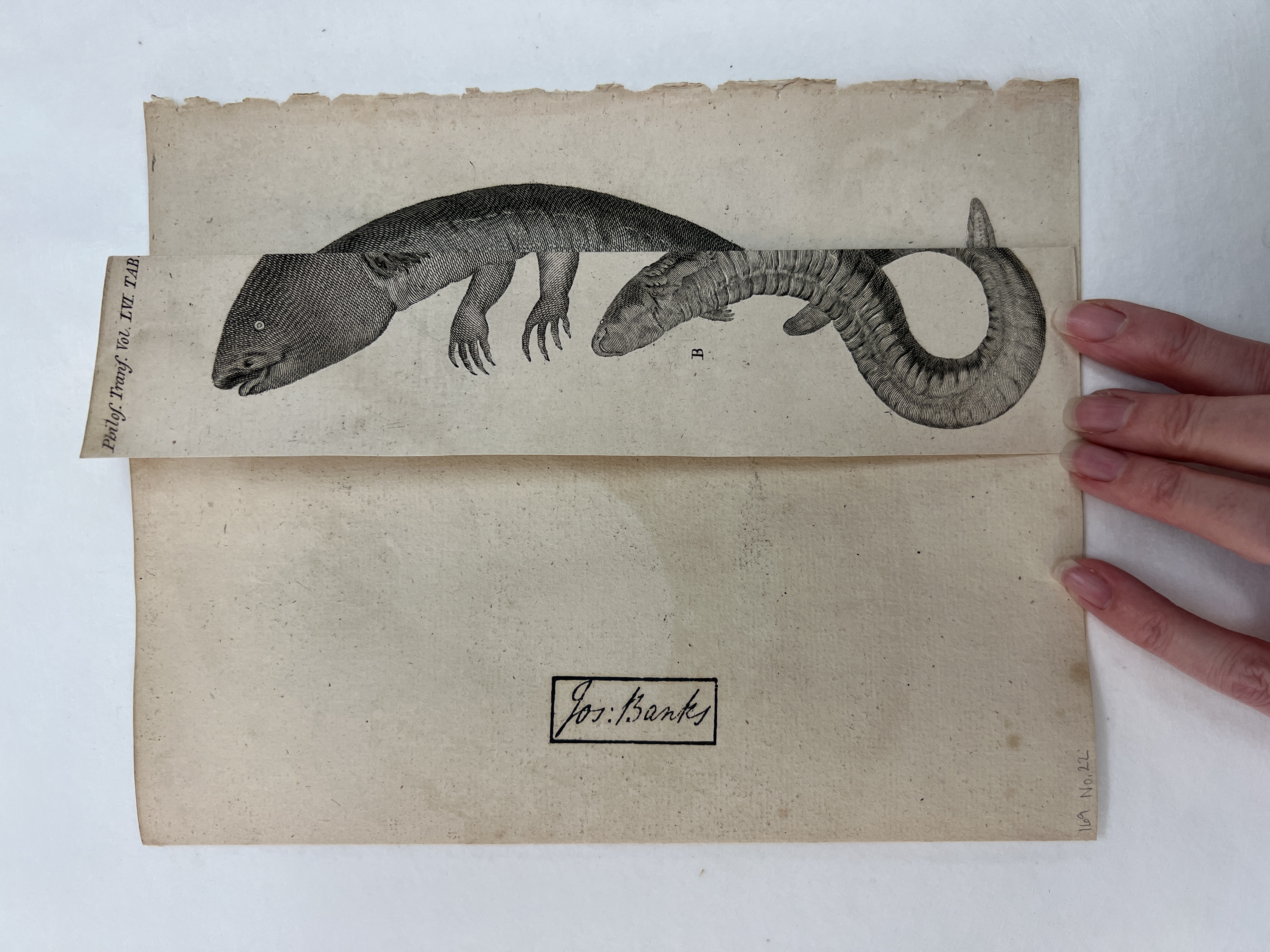 photo of print of marine animal