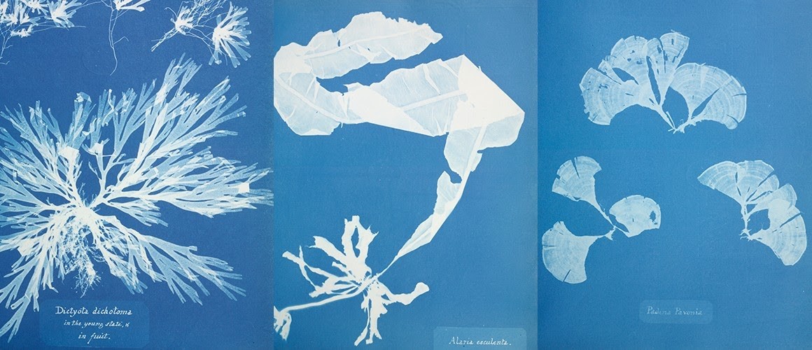 Anna Atkins Cyano