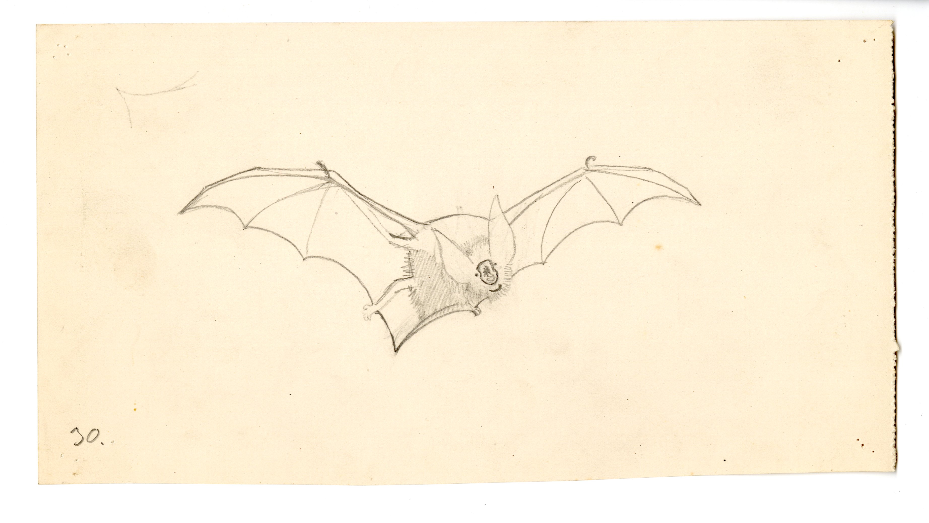 sketch of bat