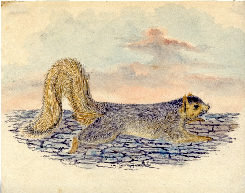 T. R. Peale watercolor of gray squirrel