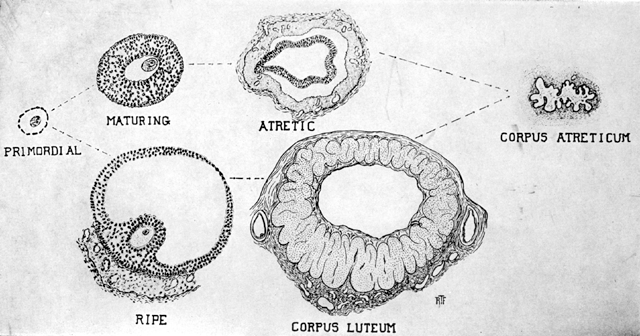 diagram of corpus luteum