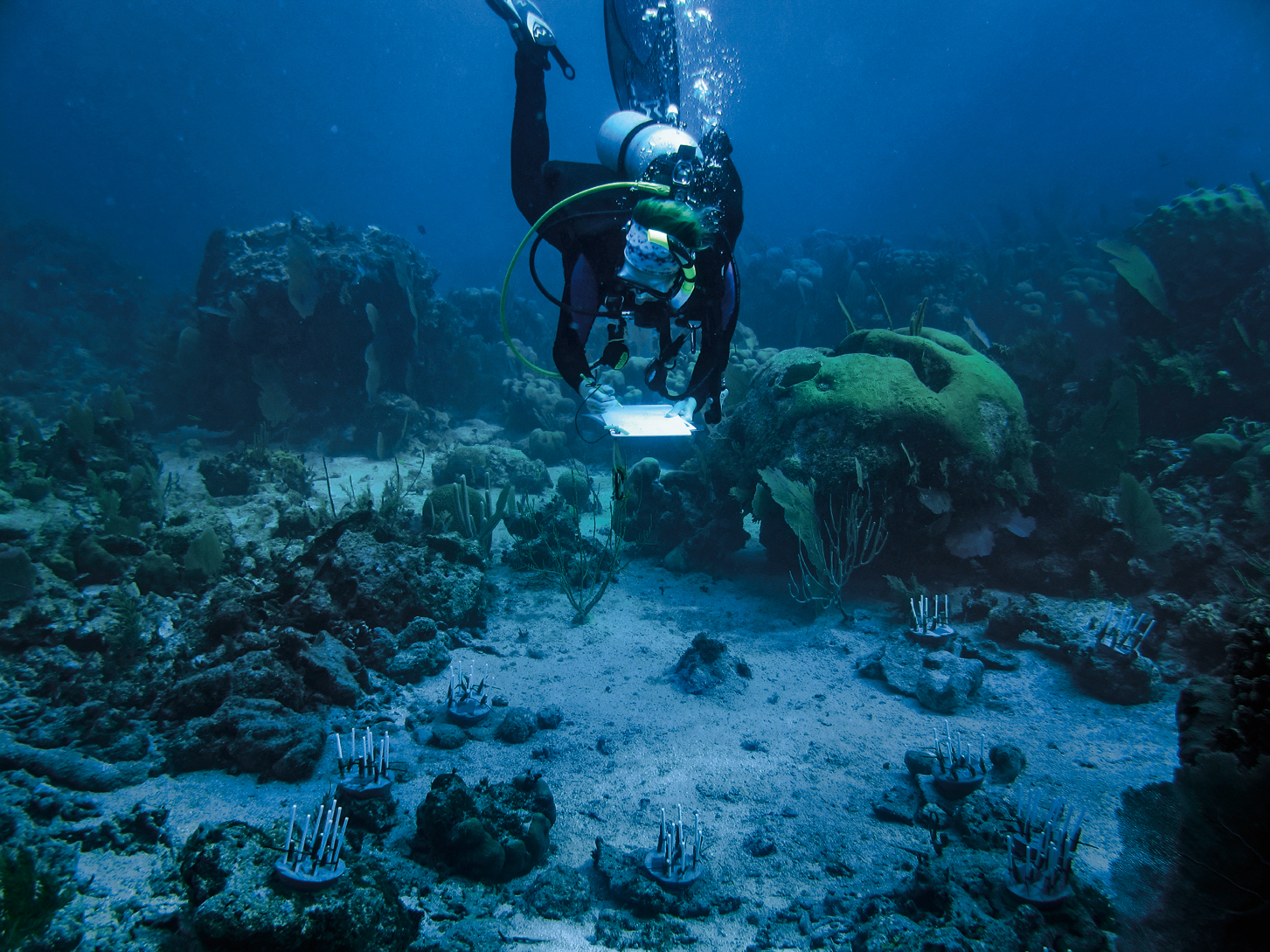 Scuba diver studying a reef