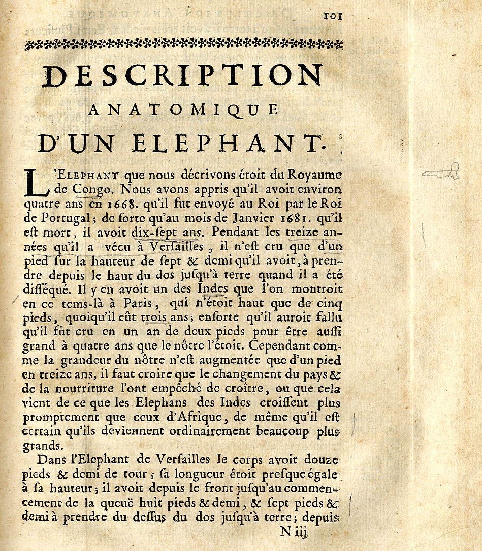 elephant text