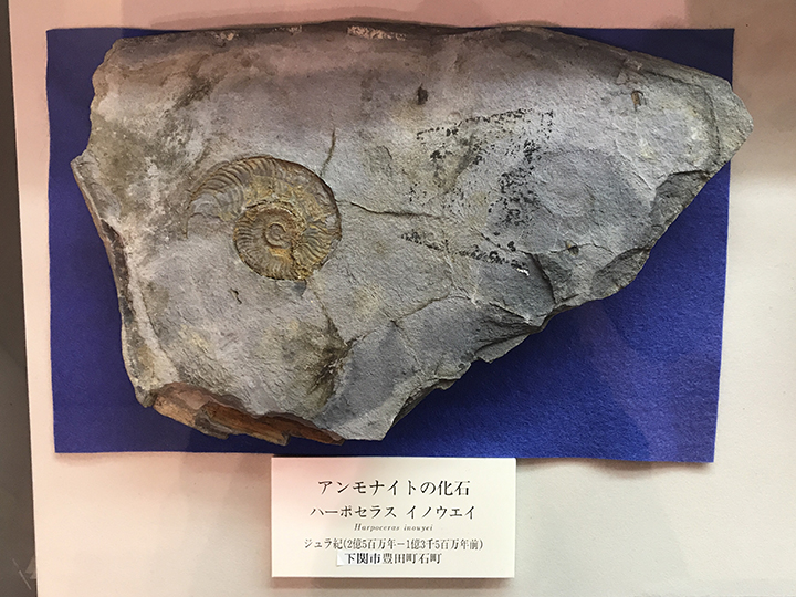 fossil