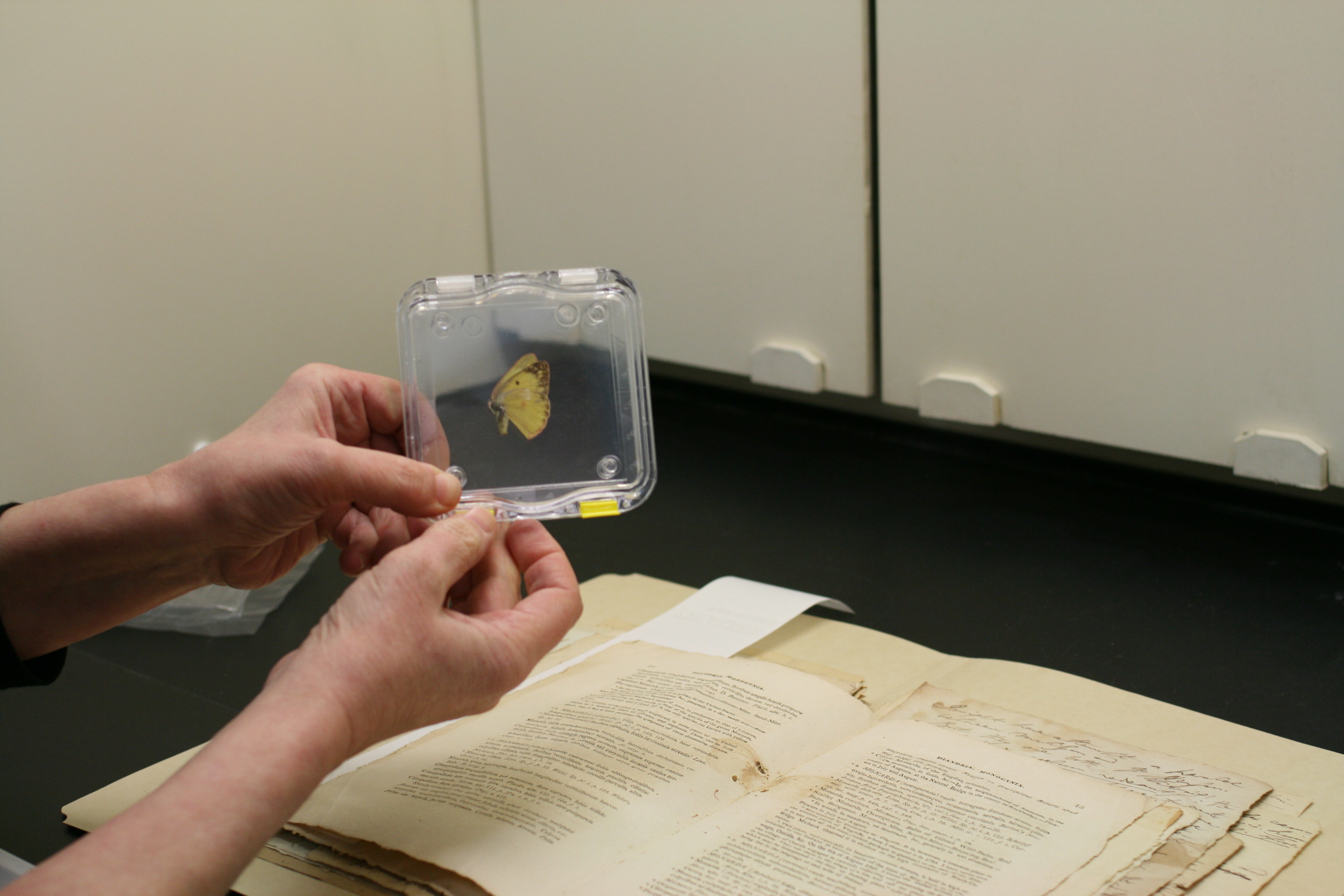 butterfly in clear plastic box