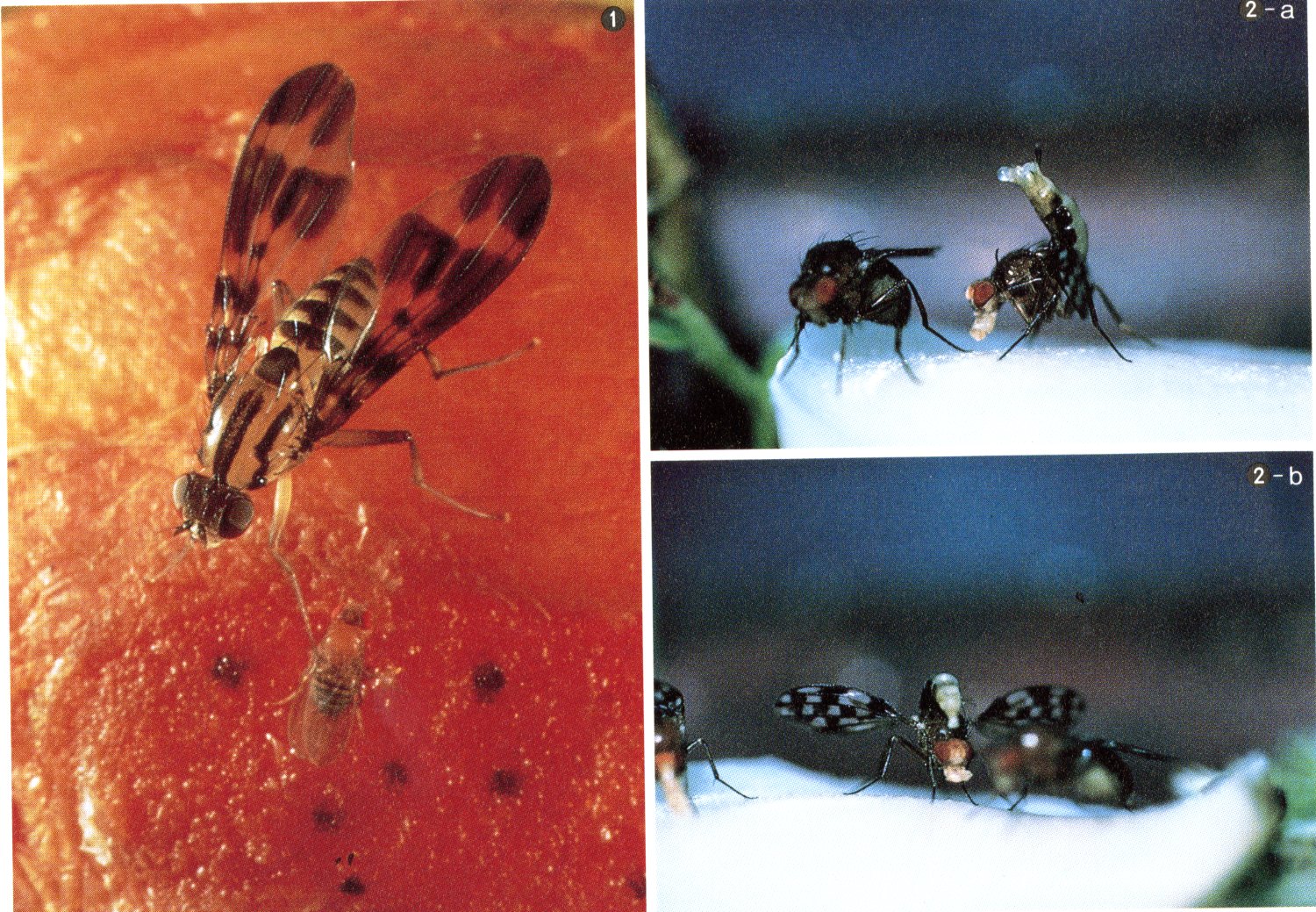 Images of fruit flies