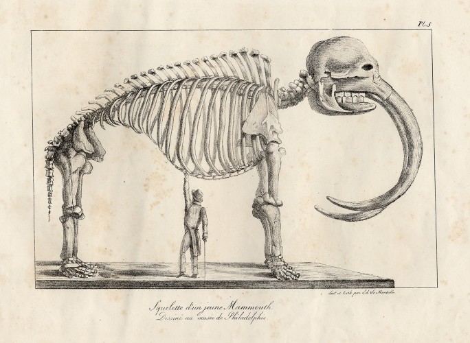 A sketch of a mastodon skeleton.