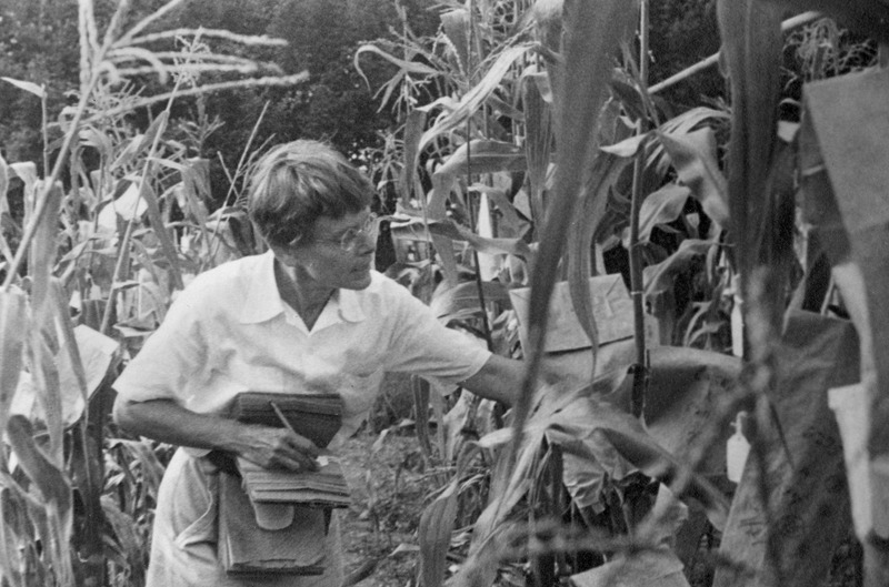 Barbara McClintock in cornfield, postcard.