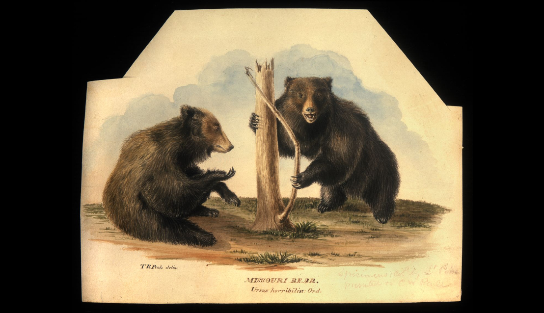 watercolor image of two brown bears, labeled "Missouri Bear. Ursus horribilus Ord"