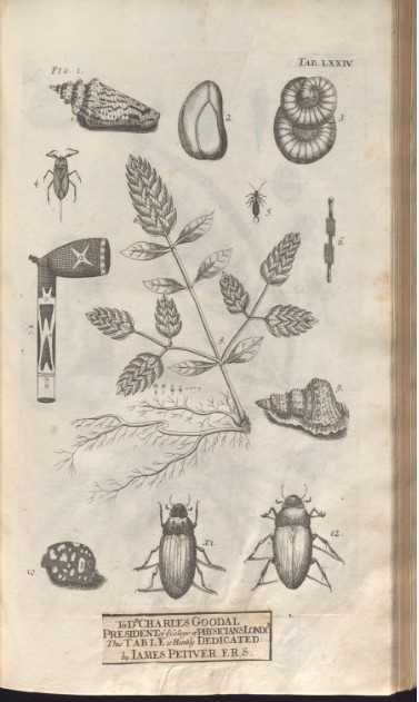 print of various shells, insects, and plants. black and white