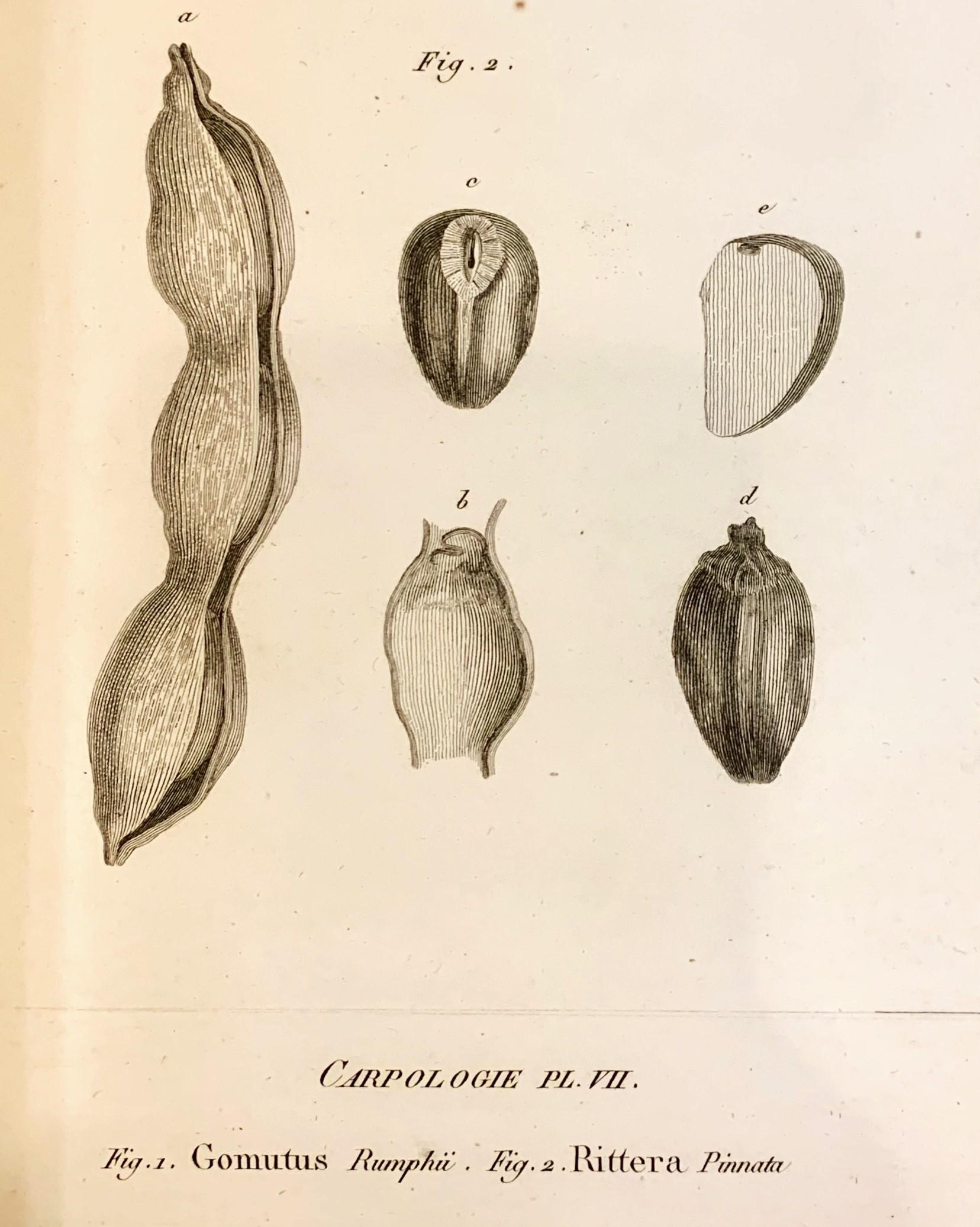 Rittera pinnata, Plate 7, José Francisco Correia da Serra, Vues carpologiques, [Paris : Museum d'histoire naturelle, 1807], American Philosophical Society Library & Museum, Pamphlets on botany, 580 Pam. v.5, no.3.