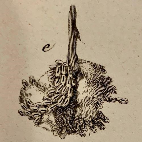 Detail from Thespesia populnea, Corrêa, Vues carpologiques, Plate 8.