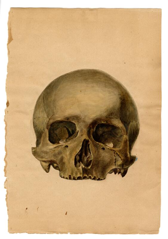 skull, frontal view