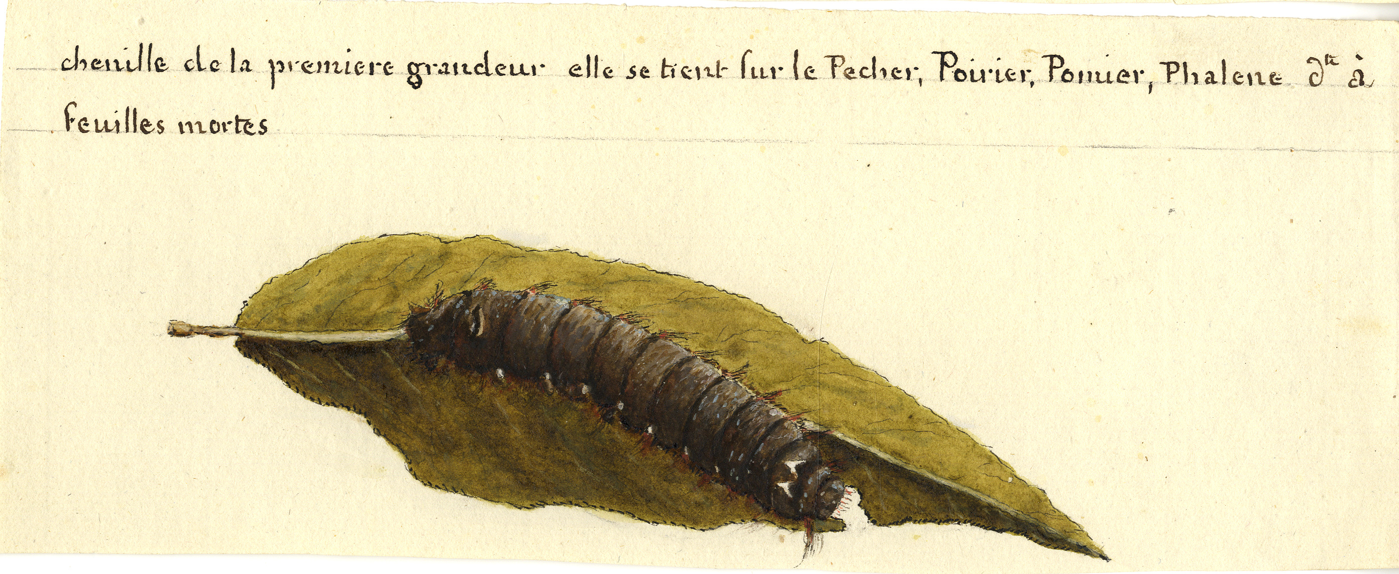 illustration of caterpillar on leaf