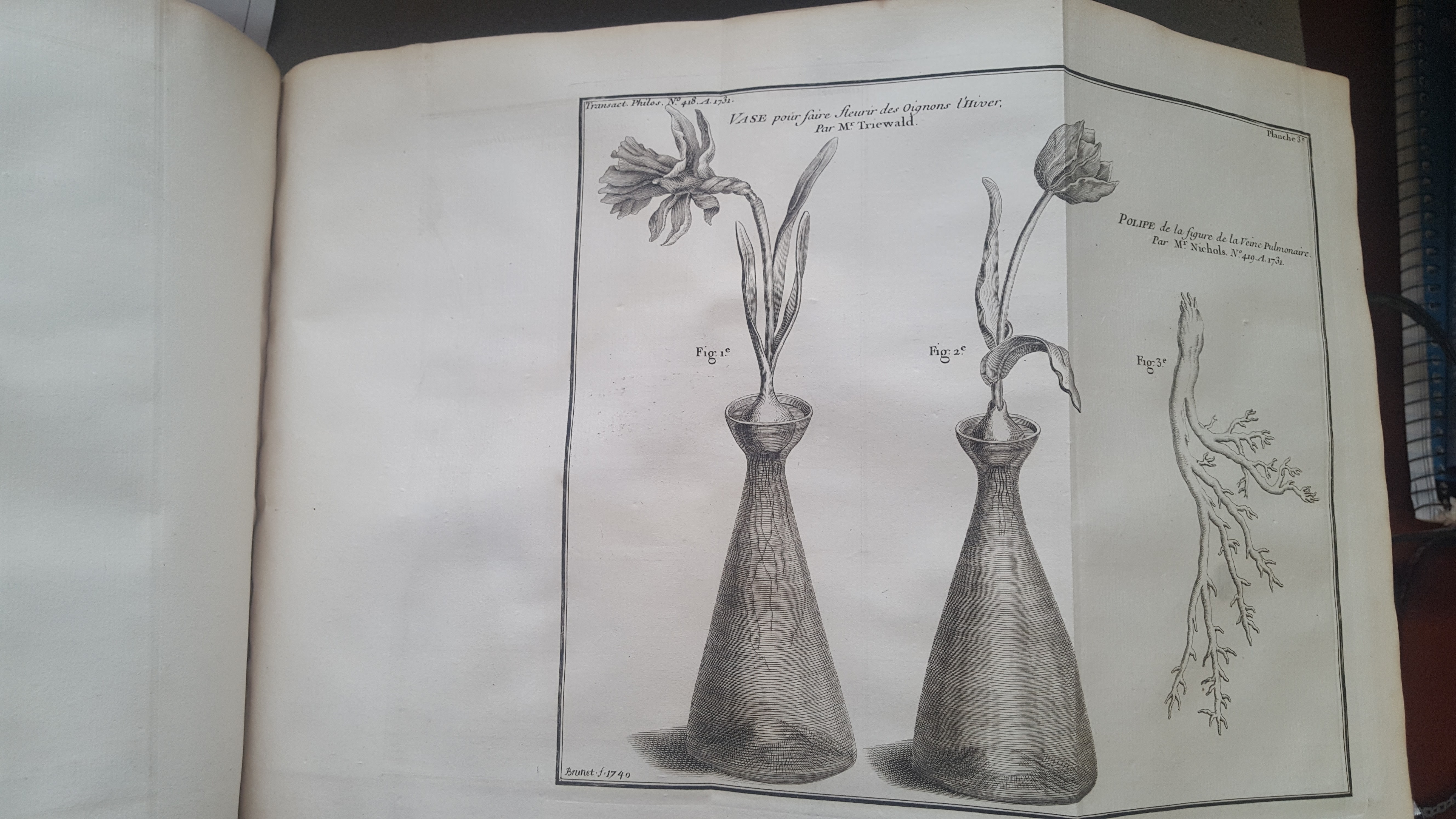 Engraving of flowers