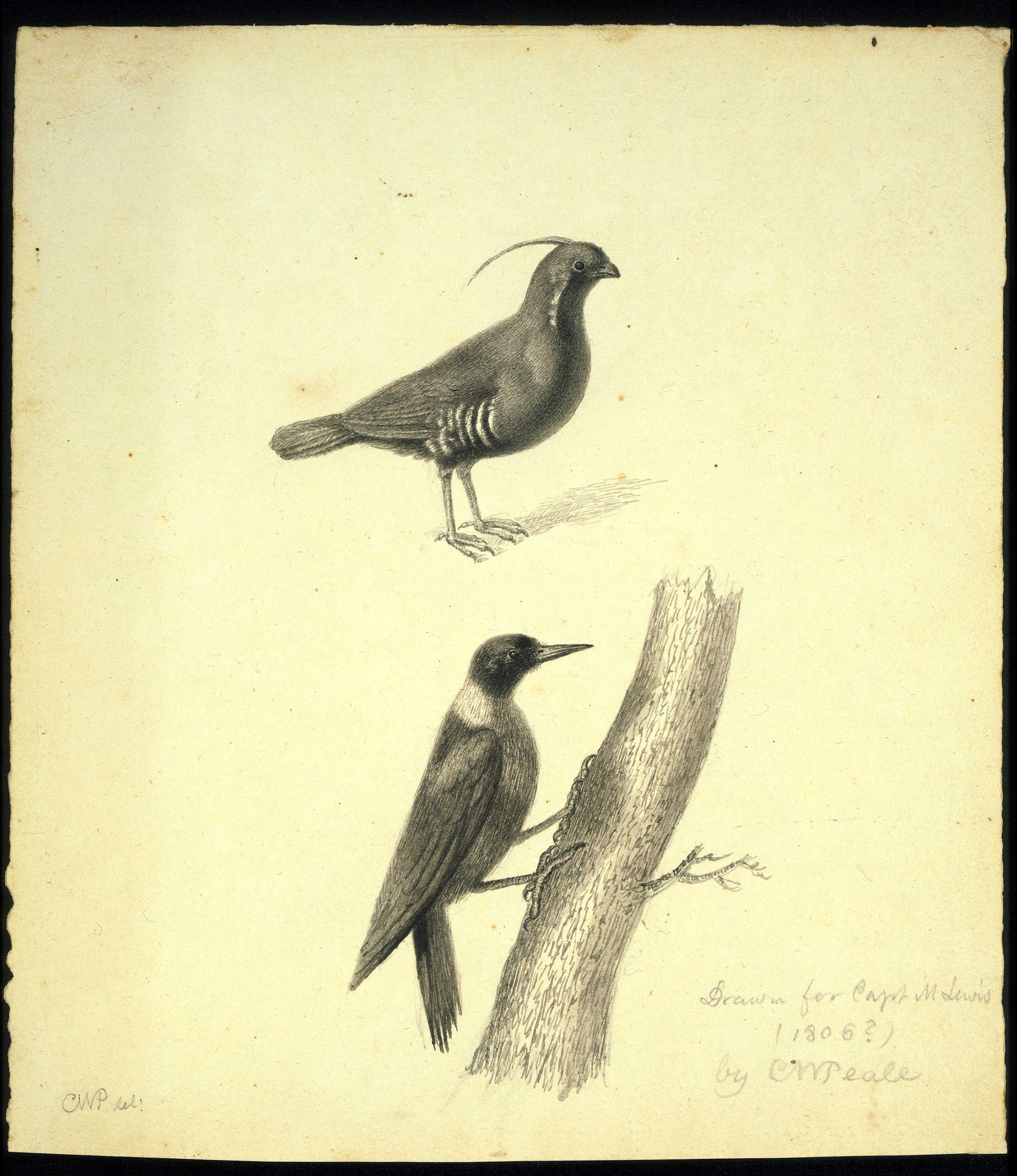 Print of two birds