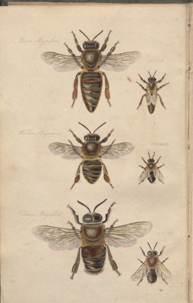 image of 6 print bees