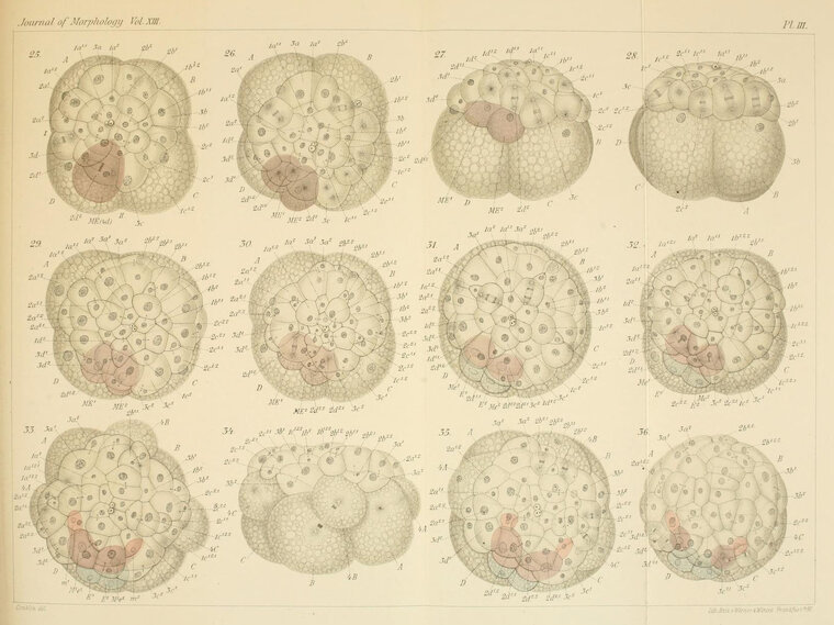 print on the embryology of crepidula