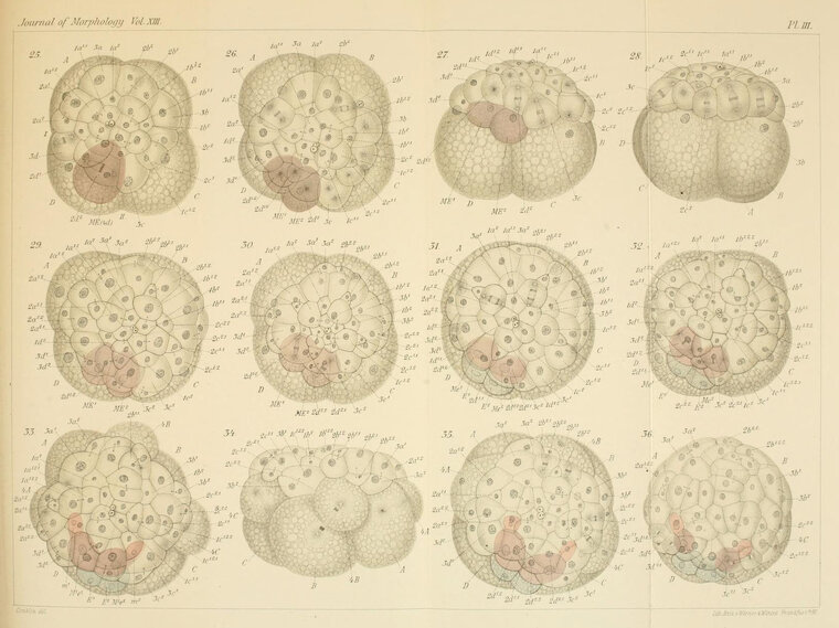 print on the embryology of crepidula