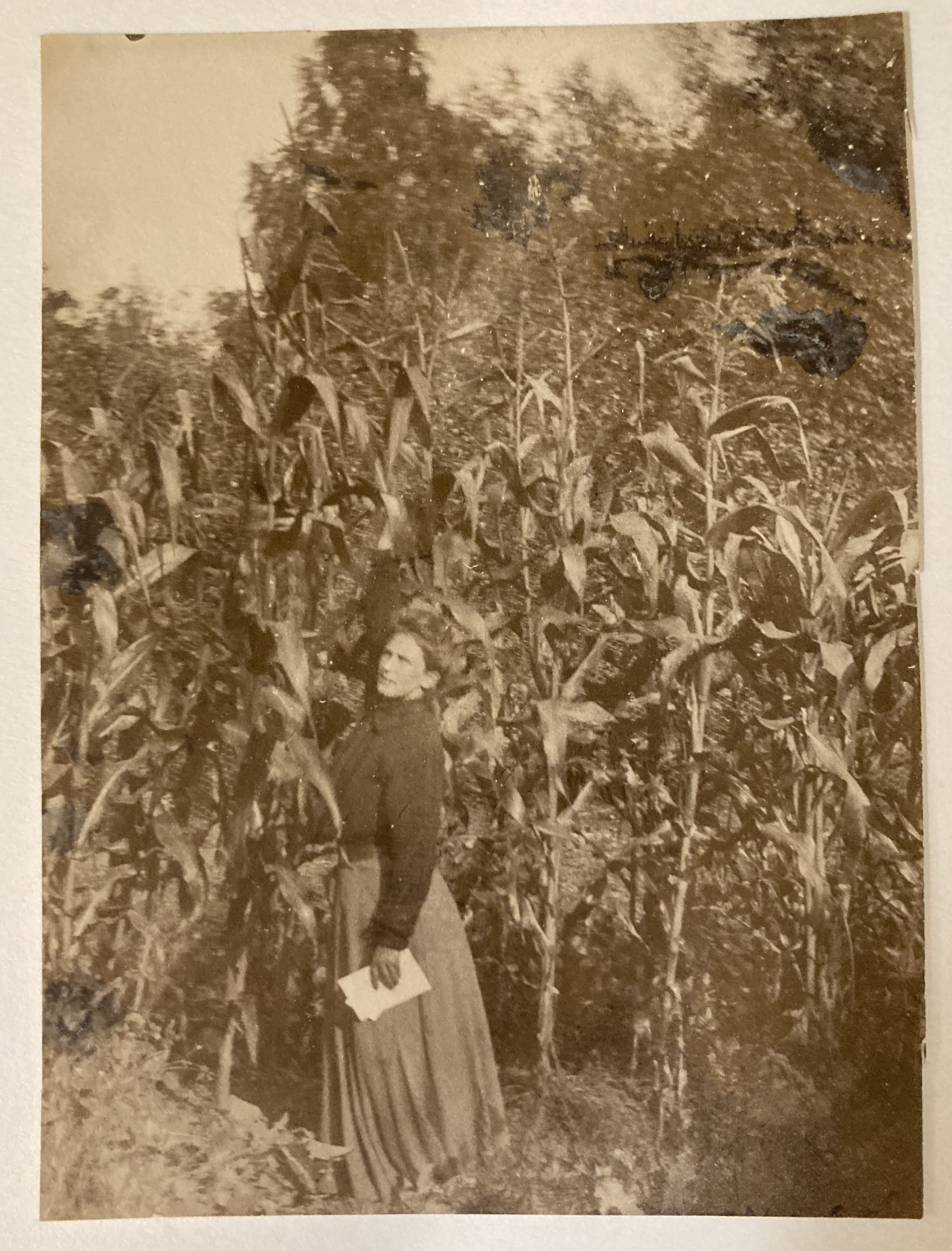 photo of woman standing amid corn