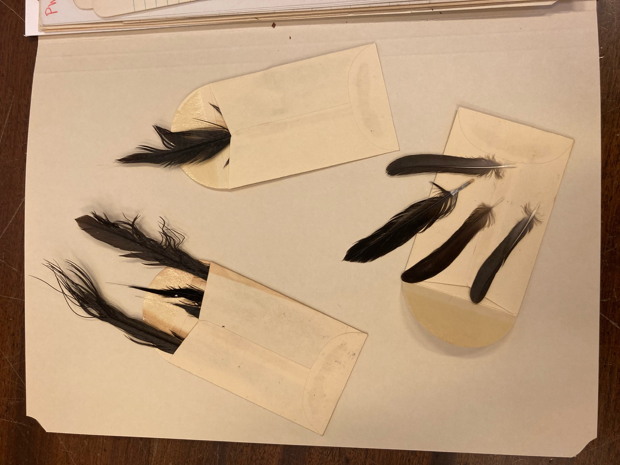 photo of feathers found in Witschi papers