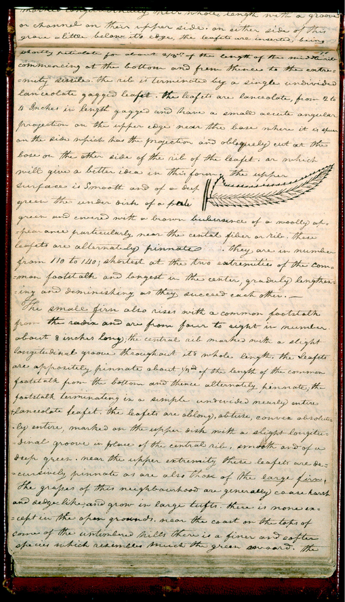 Handwritten letter with a drawing of a leaf.