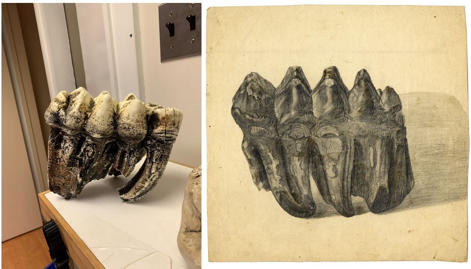 photo of mastodon tooth left and 19th-century print right