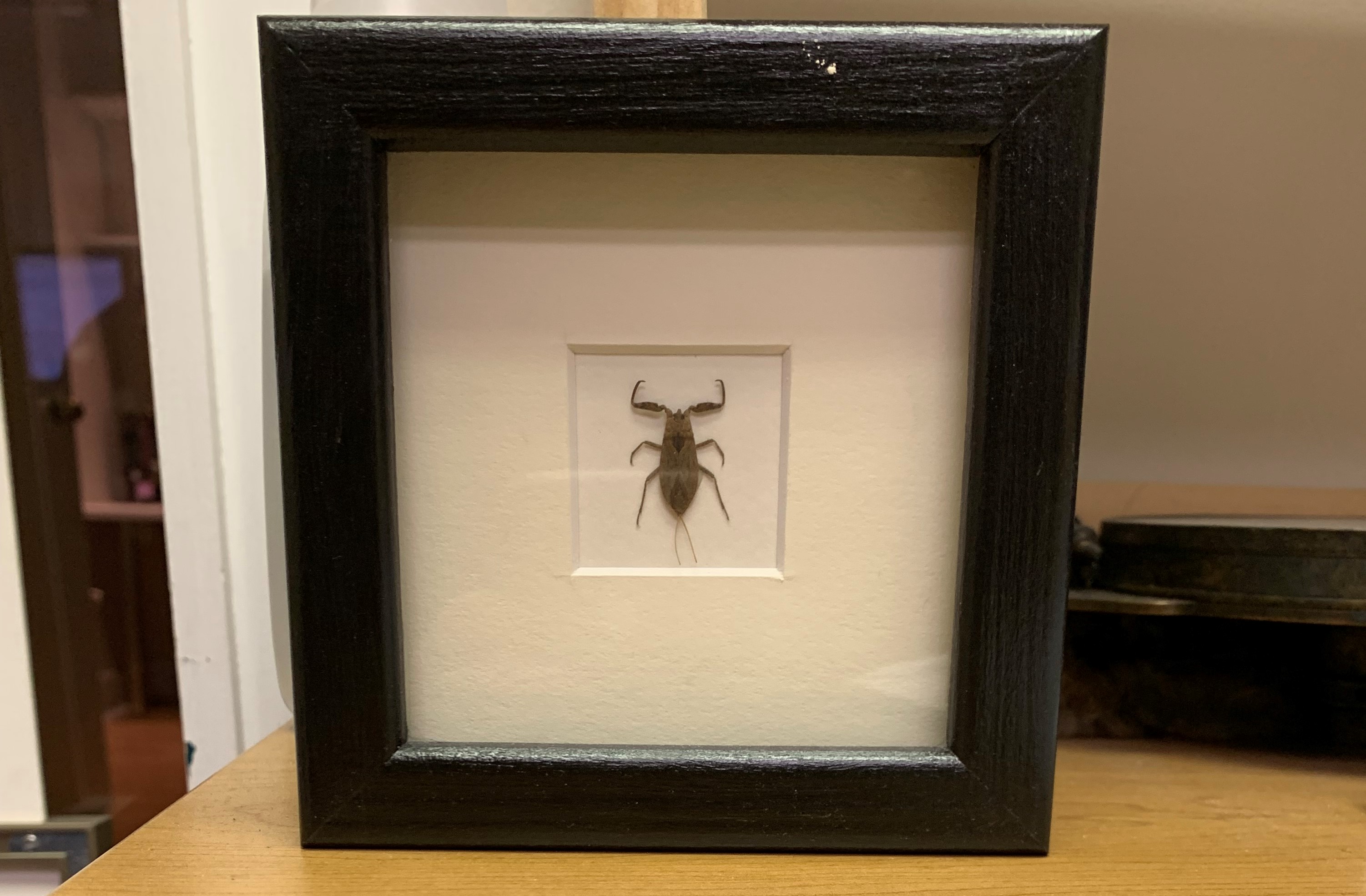 framed water scorpion