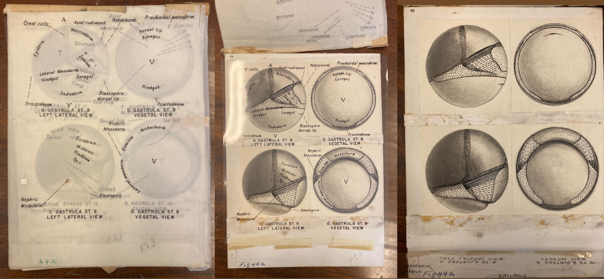 drawing of eggs from the Witschi collection