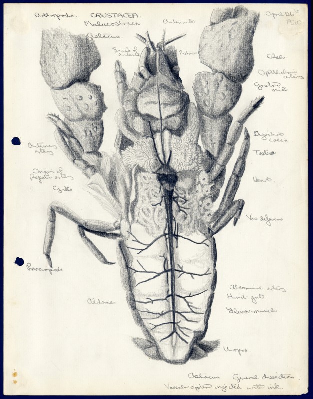 Drawing of a Lobster