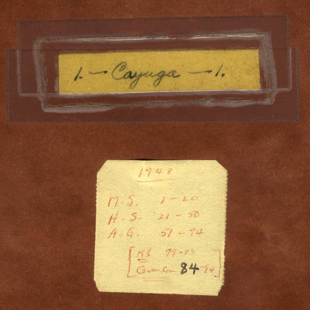 Close-up of notebook