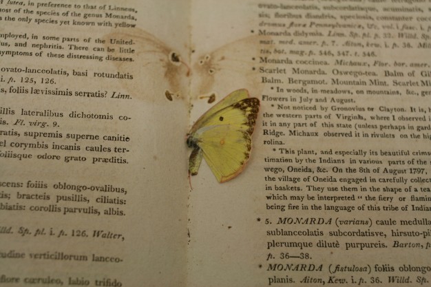 yellow butterfly pressed between pages of book