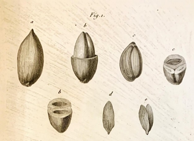 Rittera pinnata, Plate 7, José Francisco Correia da Serra, Vues carpologiques, [Paris : Museum d'histoire naturelle, 1807], American Philosophical Society Library & Museum, Pamphlets on botany, 580 Pam. v.5, no.3