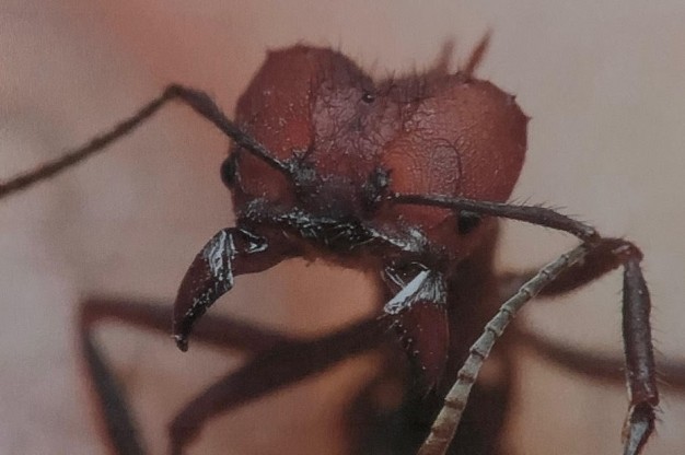 ant