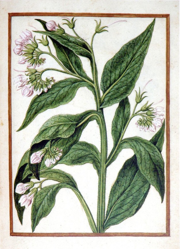 illustration of comfrey