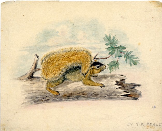 T. R. Peale watercolor of squirrel