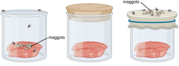 diagram of a meat experiment