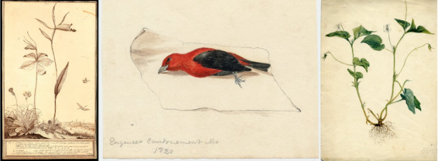 Arethusa divaricata, White Violet, Scarlet Tanager