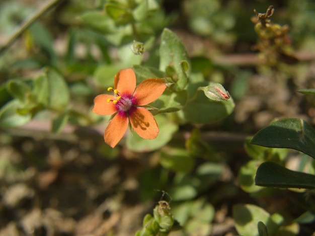Scarlet Pimpernel Plant